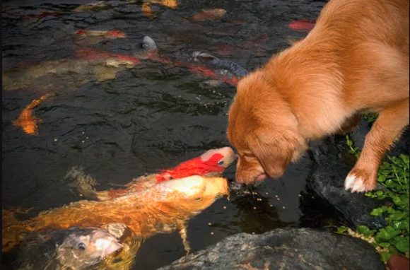 Pet Ponds